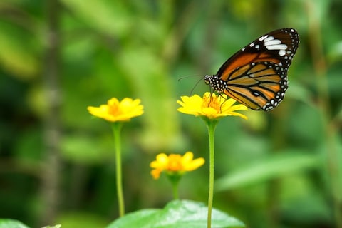 Bannerghatta Biological Park
